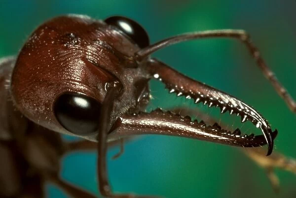 Bulldog ant - mandibles, used with tenacity to seize and hold prey before stinging it, hence the common name