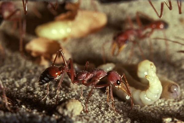 Bulldog ant - offering trophic egg to larva. Trophe = nourishment; trophic eggs are laid solely to feed the larvae