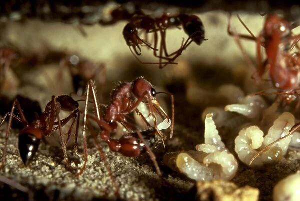 Bulldog ant - worker laying a trophic egg, produced solely to feed the larvae. Trophe = nourishment