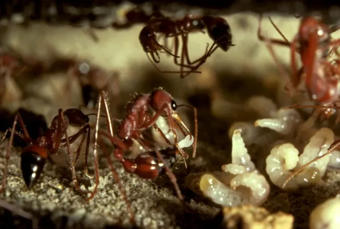 Framed Print : Bulldog ant - worker laying a trophic egg, produced solely to feed the larvae. Trophe = nourishment Framed Print : Bulldog ant - worker laying a trophic egg, produced solely to feed the larvae. Trophe = nourishment