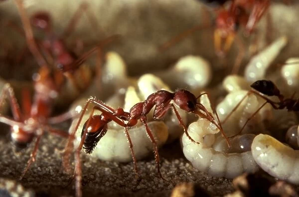 Bulldog ant - worker in observation nest