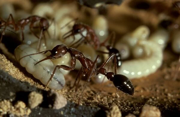 Bulldog ant - workers attending brood in observation nest