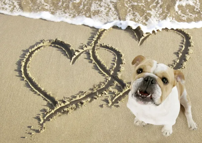 Framed Print : Bulldog on beach with heart draw in the sand Framed Print : Bulldog on beach with heart draw in the sand