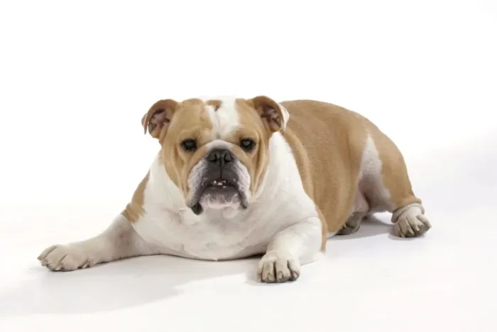 Framed Print : Bulldog - female