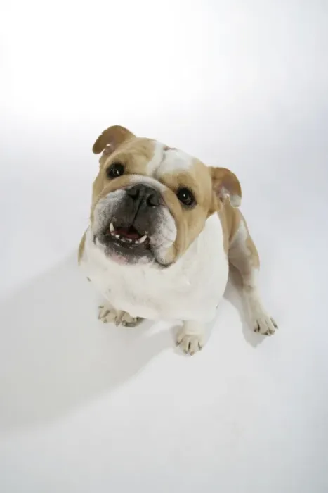 Framed Print : Bulldog - female sitting down, looking up Framed Print : Bulldog - female sitting down, looking up