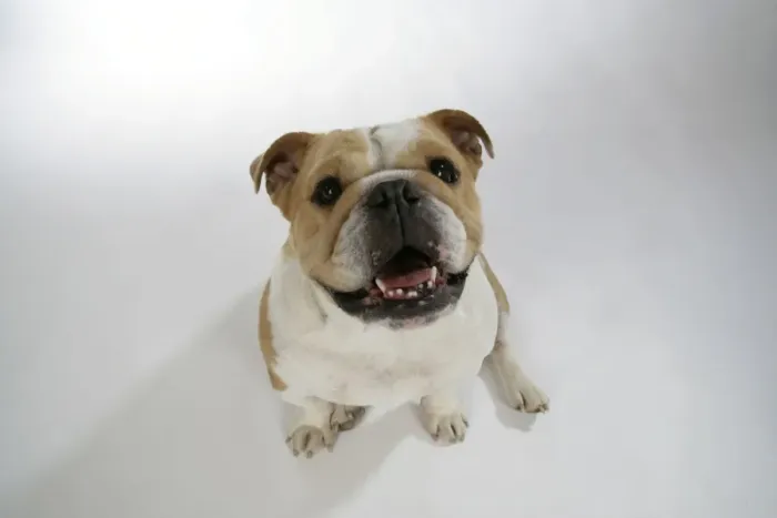 Framed Print : Bulldog - female sitting down looking up Framed Print : Bulldog - female sitting down looking up