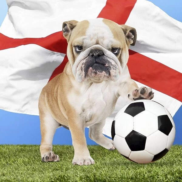 Bulldog with football & England flag Digital Manipulation