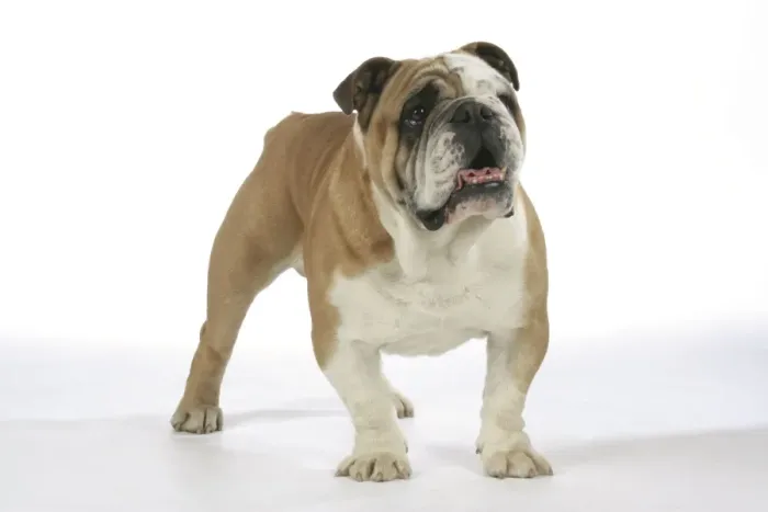 Framed Print : Bulldog - male Framed Print : Bulldog - male
