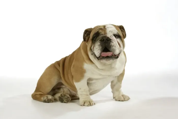 Framed Print : Bulldog - male