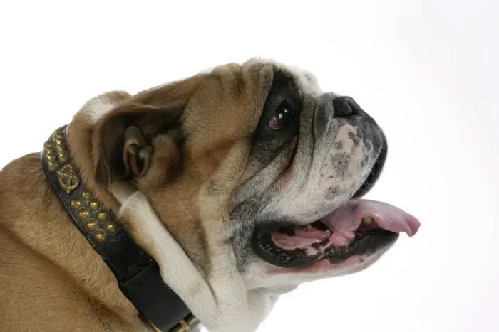 Framed Print : Bulldog - male panting Framed Print : Bulldog - male panting