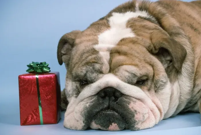 Framed Print : Bulldog - with present Framed Print : Bulldog - with present