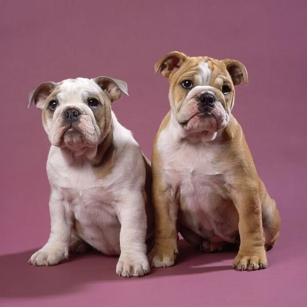 Bulldog - puppies