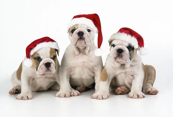 Bulldog Puppies - wearing Christmas hats. Digital manipulation - added hats SU JD SU