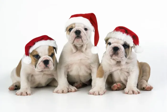 Framed Print : Bulldog Puppies - wearing Christmas hats. Digital manipulation - added hats SU JD SU Framed Print : Bulldog Puppies - wearing Christmas hats. Digital manipulation - added hats SU JD SU
