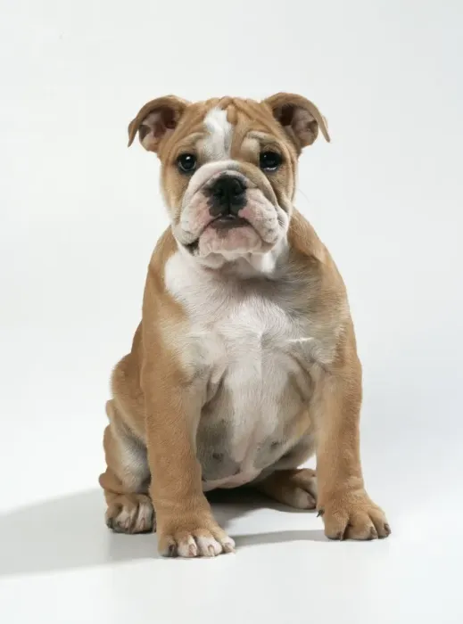 Framed Print : Bulldog Puppy Framed Print : Bulldog Puppy