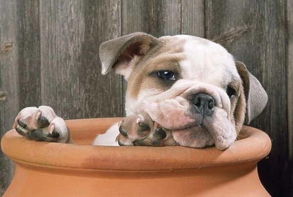 Bulldog - puppy in flowerpot