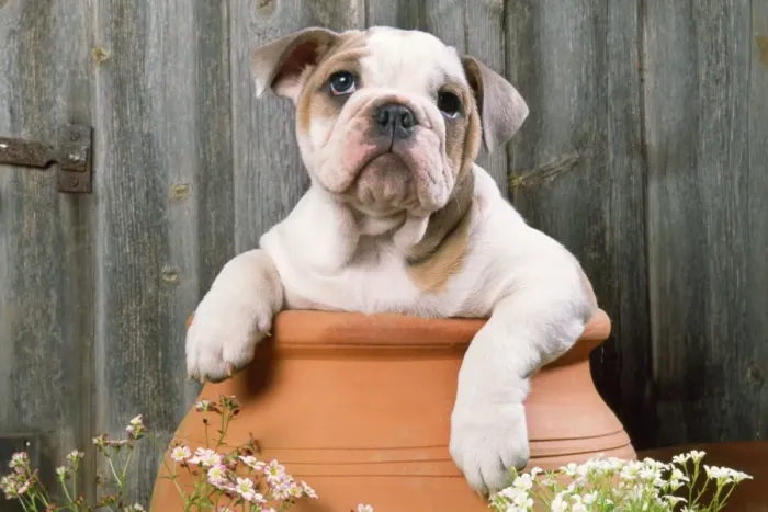 Framed Print : Bulldog - puppy in flowerpot Framed Print : Bulldog - puppy in flowerpot