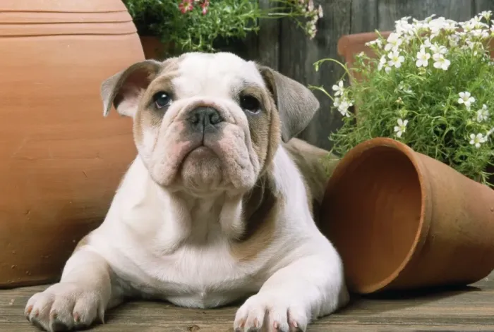 Framed Print : Bulldog - puppy with flowerpots Framed Print : Bulldog - puppy with flowerpots