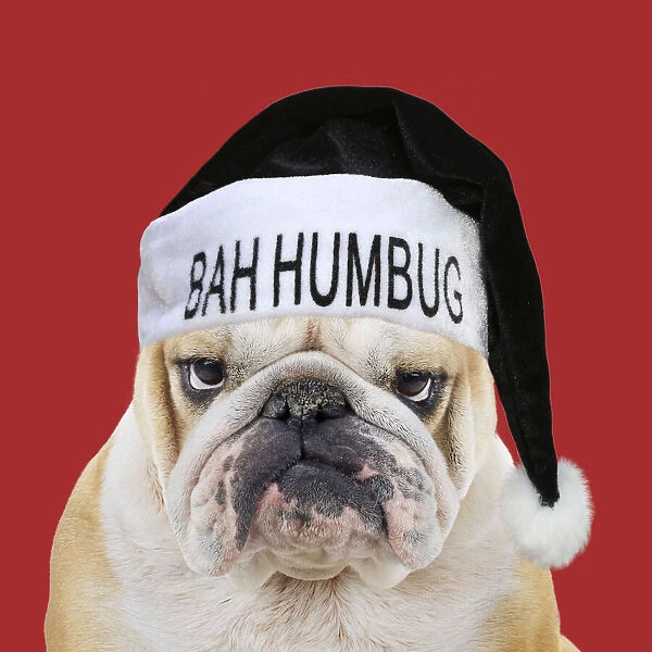 Bulldog, wearing black Bah Humbug Christmas hat