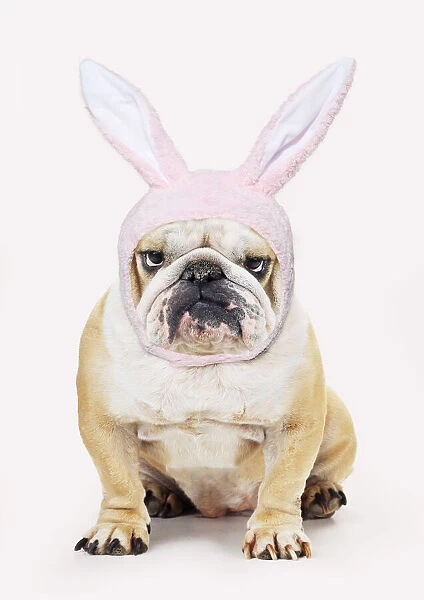 Bulldog, wearing Easter bunny hat