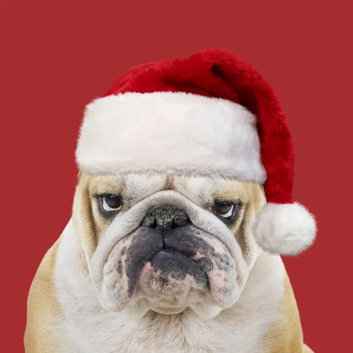 Framed Print : Bulldog, wearing red Christmas Santa hat Framed Print : Bulldog, wearing red Christmas Santa hat