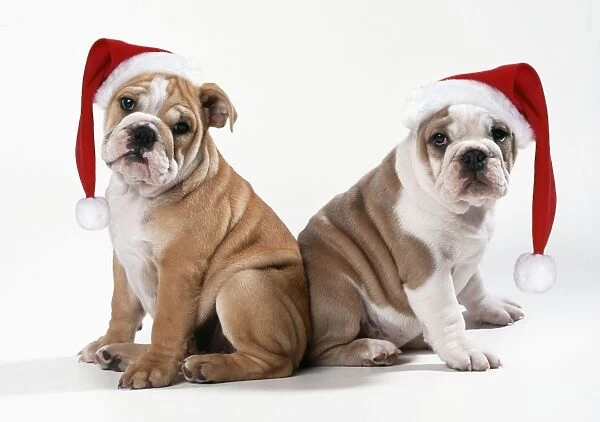 Bulldog - x2 puppies wearing Christmas hats