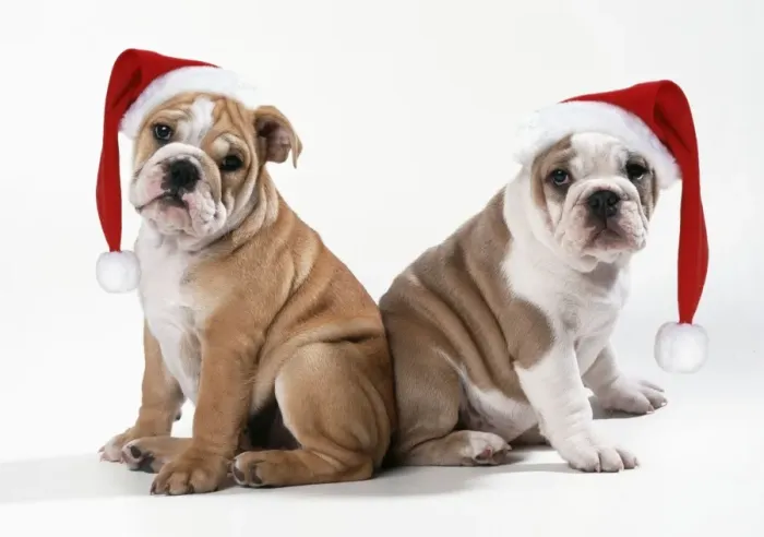 Framed Print : Bulldog - x2 puppies wearing Christmas hats Framed Print : Bulldog - x2 puppies wearing Christmas hats