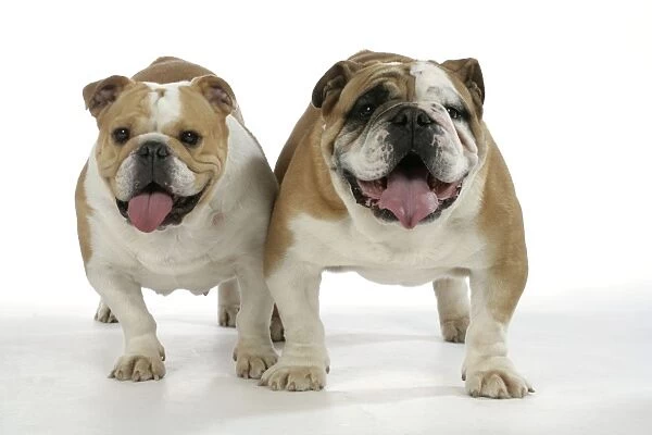 Bulldogs - male and female
