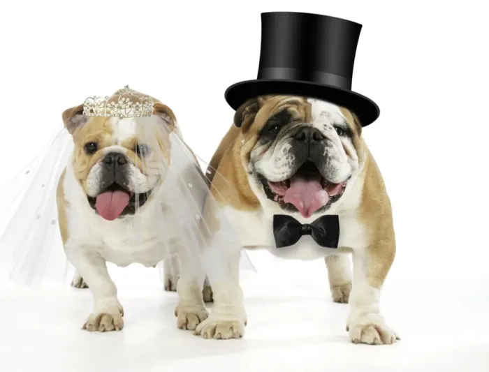 Framed Print : Bulldogs - male and female Digital Manipulation: Tiara & Bow tie JD. Hat & veil made Framed Print : Bulldogs - male and female Digital Manipulation: Tiara & Bow tie JD. Hat & veil made
