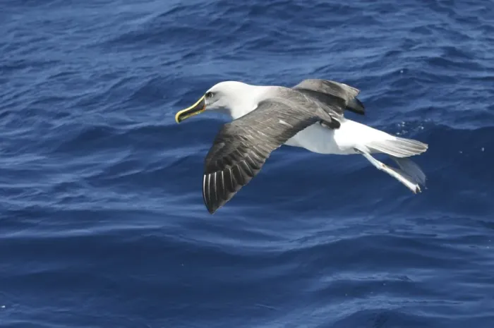Framed Print : Buller's Albatross - in flight - East coast of Tasmania, Australia Framed Print : Buller's Albatross - in flight - East coast of Tasmania, Australia