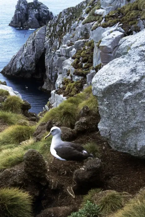 Framed Print : Buller's Albatross - Nesting - Snares Island - New Zealand Framed Print : Buller's Albatross - Nesting - Snares Island - New Zealand