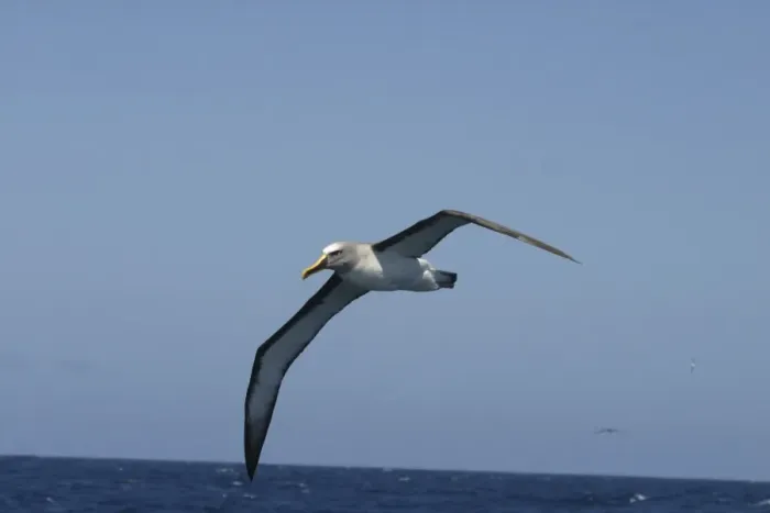 Framed Print : Bullers Albatross Off Eaglehawk Neck, Tasmania, Australia Framed Print : Bullers Albatross Off Eaglehawk Neck, Tasmania, Australia