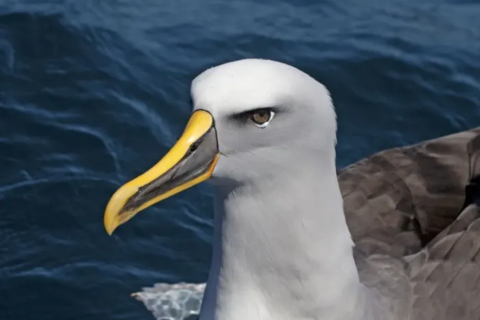 Framed Print : Buller's Albatross - off the Kaikoura Coast, South Island, New Zealand Framed Print : Buller's Albatross - off the Kaikoura Coast, South Island, New Zealand