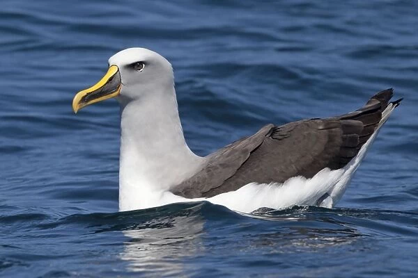 Buller's Albatross - on the water - off the Kaikoura Coast - South Island - New Zealand