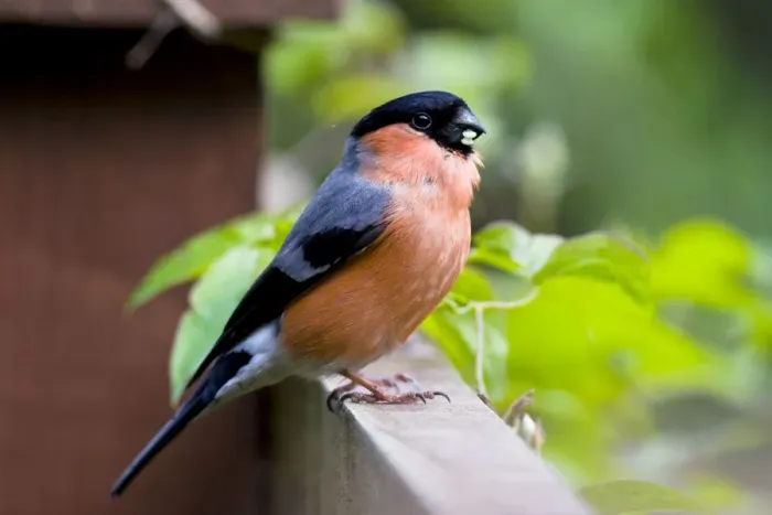 Framed Print : Bullfinch - adult male perching on fence - Wiltshire - England - UK Framed Print : Bullfinch - adult male perching on fence - Wiltshire - England - UK