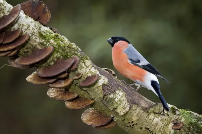 Framed Print : Bullfinch - male on branch with fungi Framed Print : Bullfinch - male on branch with fungi