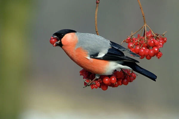 Bullfinch - male eating berries in winter