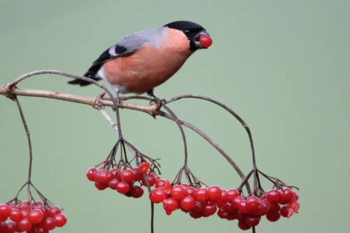 Framed Print : Bullfinch - Male feeding on berries of Guelder Rose in garden, winter. Lower Saxony, Germany Framed Print : Bullfinch - Male feeding on berries of Guelder Rose in garden, winter. Lower Saxony, Germany