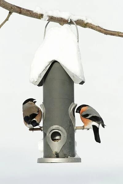 Bullfinch - male and female at feeding station in garden - winter - Lower Saxony - Germany