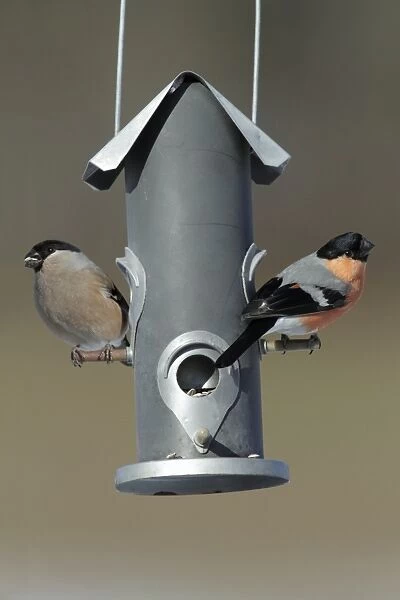 Bullfinch - male and female at feeding station in garden - Lower Saxony - Germany