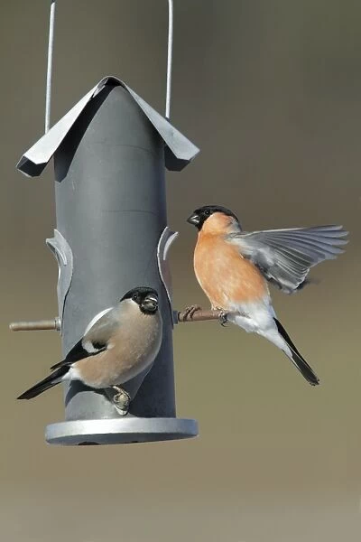Bullfinch - male and female at feeding station in garden - Lower Saxony - Germany