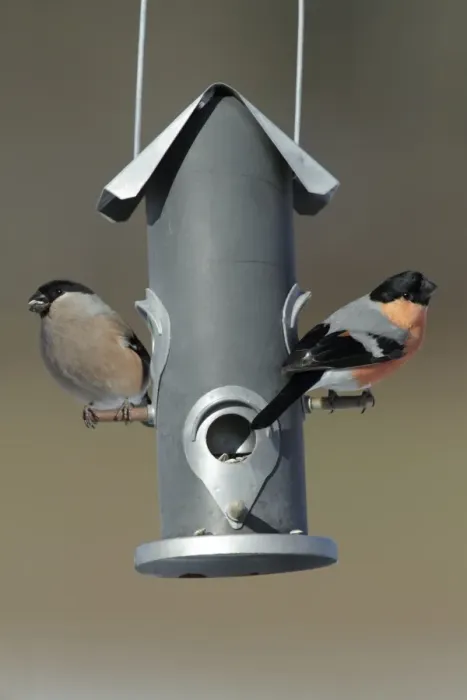 Framed Print : Bullfinch - male and female at feeding station in garden - Lower Saxony - Germany