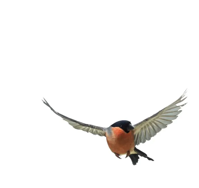 Framed Print : Bullfinch Male In flight Framed Print : Bullfinch Male In flight
