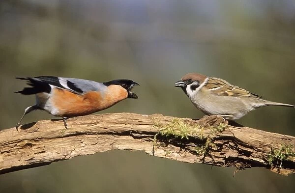 Bullfinch - & Tree Sparrow (Passer montanus) fighting over food