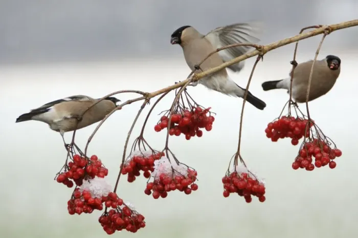 Framed Print : Bullfinches - Females feeding on berries of Guelder Rose in garden, showing agressive behaviour, winter. Lower Saxony, Germany Framed Print : Bullfinches - Females feeding on berries of Guelder Rose in garden, showing agressive behaviour, winter. Lower Saxony, Germany