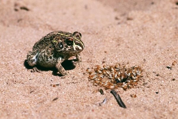 Bullfrog - Eating termites
