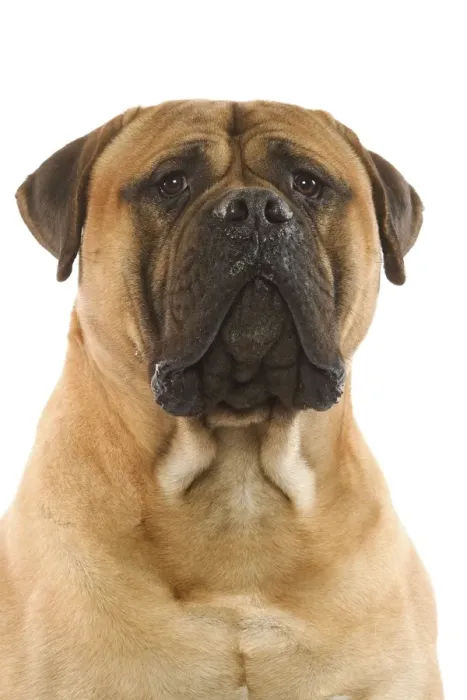 Framed Print : Bullmastiff Dog