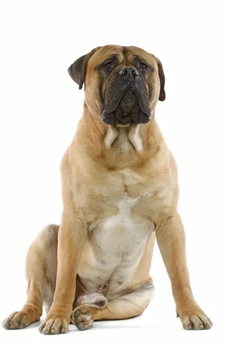 Framed Print : Bullmastiff Dog Framed Print : Bullmastiff Dog
