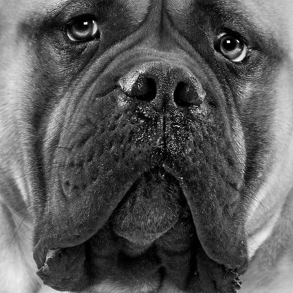 Bullmastiff Dog - close-up of face. Black and White