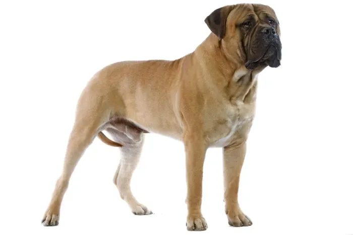 Framed Print : Bullmastiff - standing Framed Print : Bullmastiff - standing